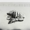Good Quality Late Victorian Silver Plated Sardine or Butter Dish